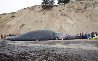 Cá voi xanh dài 24 m bị tàu đâm chết
