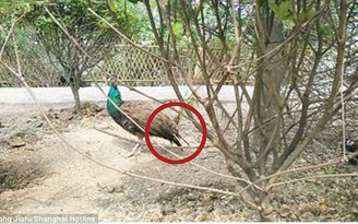 Chim công trong vườn thú bị du khách Trung Quốc ‘sàm sỡ’, bứt trụi lông đuôi