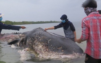 Phát hiện cá nhà táng chết với 6 kg nhựa trong bao tử