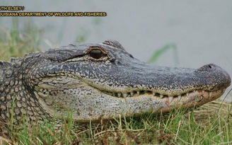 Cảnh báo cá sấu ‘phê ma túy đá’ bất đắc dĩ ở tiểu bang Mỹ