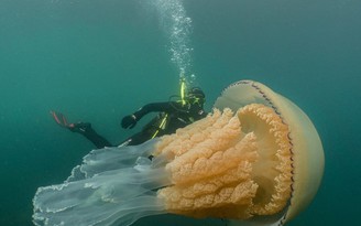 Thợ lặn kinh ngạc trước sứa khổng lồ to hơn người trưởng thành