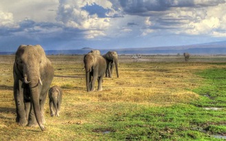 Cắm trại sai chỗ, du khách Áo bị voi giày chết ở Namibia