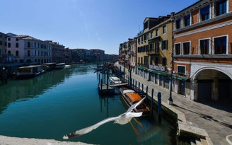 Venice bị phong tỏa, cá heo, thiên nga xuất hiện ở kênh đào