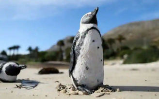 Ong đốt chết 63 chim cánh cụt có nguy cơ tuyệt chủng ở Nam Phi