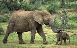 Kẻ săn trộm bị voi giày chết ở Nam Phi