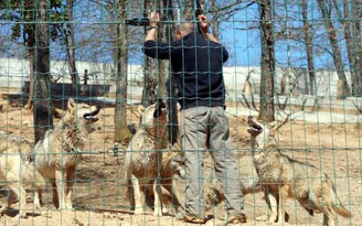 Bầy sói đột ngột xổng chuồng, sở thú Pháp phải đóng cửa