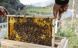 Việt Nam lo ngại Mỹ áp thuế chống bán phá giá quá cao với mật ong