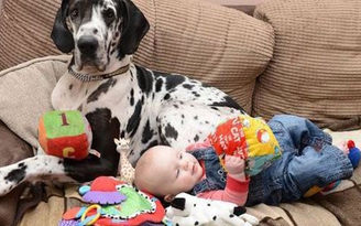 Chó làm bảo mẫu
