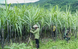 Che ép mía, nước chè hai và du lịch