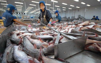 Xuất khẩu cá tra năm 2021 dự báo đạt 1,54 tỉ USD
