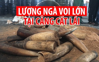 Phát hiện lượng lớn ngà voi giấu trong nhựa đường tại cảng Cát Lái