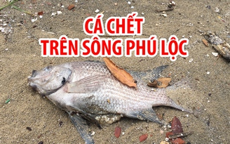 Cá chết trên sông Phú Lộc, dân không dám ra vịnh Đà Nẵng tập thể dục