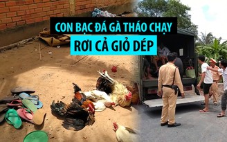 Đang đá gà bị công an bao vây, con bạc tháo chạy rơi lại 1 giỏ dép Đang đá gà bị công an bao vây, con bạc tháo chạy rơi lại 1 giỏ dép