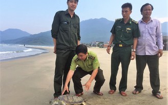 Rùa biển quý hiếm lại được phát hiện trên đầm Lăng Cô