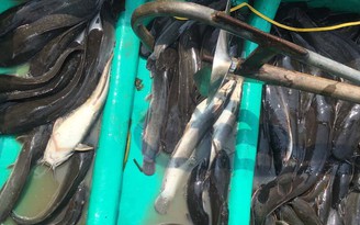 TP.HCM: Bắt quả tang 2 ‘cá tặc’ tận diệt cá trên sông Sài Gòn