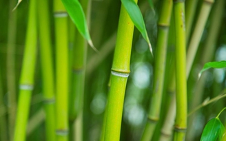 Tre không chịu già