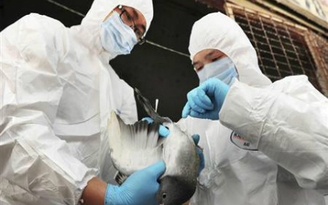 Hồng Kông có ca nhiễm H7N9 đầu tiên trong mùa đông