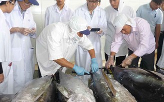 Xuất khẩu 7 con cá ngừ đại dương sang Nhật Bản