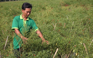 Nông dân ngậm đắng vì ớt không trái