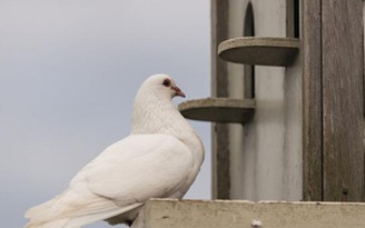 Chim bồ câu làm… gián điệp
