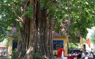 Công nhận cây bồ đề 132 năm tuổi là Cây di sản Việt Nam