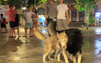 'Ngán' với chó thả rông nơi công cộng