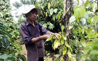 30.000 ha cà phê chuyển sang trồng tiêu