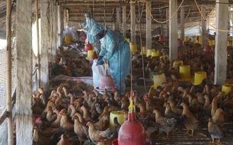 Bà Rịa - Vũng Tàu tiêu hủy 40 tấn gà bị nhiễm H5N1