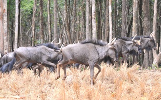 Vingroup bác thông tin hàng ngàn động vật chết tại Vinpearl Safari