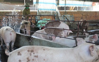Phạt tù người sử dụng chất cấm trong chăn nuôi