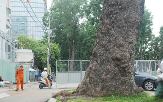 TP.HCM xin đốn hạ 2 cây sọ khỉ để thi công Metro