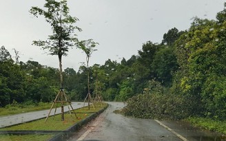 Phú Quốc: Lao vào cây ngã trên đường giữa khuya, nam phụ hồ tử vong tại chỗ