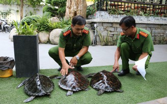 Kiên Giang: Vận động chủ quán cà phê thả 3 cá thể rùa biển về biển