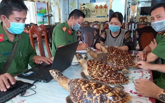 Phú Quốc: Chủ doanh nghiệp tự nguyện giao nộp 4 tiêu bản rùa biển quý hiếm