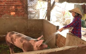 Kiên Giang: Dịch tả lợn châu Phi tái bùng phát, hơn 1.200 con lợn bị tiêu hủy