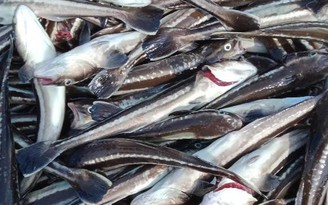 Kiên Giang: Gần 14 tấn cá nuôi lồng bè ở xã đảo Nam Du bị chết