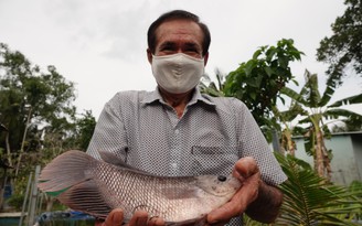 Nuôi cá tai tượng trong bể bạt, thu lãi trăm triệu mỗi năm