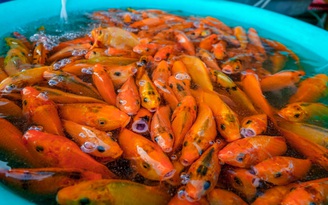 23 tháng Chạp: Người Cần Thơ nhộn nhịp đi chợ mua cá chép phóng sinh