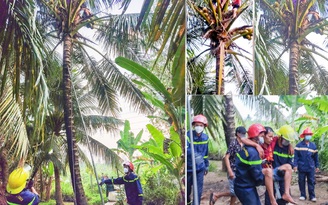 Vĩnh Long: Ứng cứu người đàn ông lên cơn co giật trên ngọn dừa cao 8 m