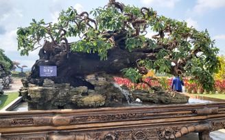 Bộ sưu tập cây kiểng khủng ở làng hoa Phú Quốc, nhiều cây giá 5 tỉ đồng