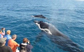 10 tour ‘chạm trán’ với cá voi nổi tiếng nhất thế giới