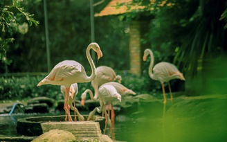 Sở thú Sài Gòn đón khách nườm nượp, mỗi ngày thu gần nửa tỉ đồng
