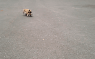 Chú chó chơi ván trượt cực sành điệu