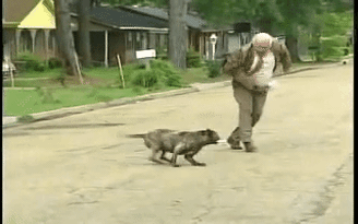 Đàn chó dữ điên loạn cắn xé cụ ông 83 tuổi đến chết