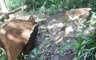Khởi tố vụ khai thác trộm 13 cây gỗ nằm giữa hai trạm bảo vệ rừng