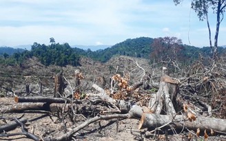 Phá hơn 60 ha rừng tại Bình Định: Phó Hạt trưởng Hạt Kiểm lâm 'báo nhầm'