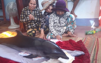 Ngư dân tổ chức tang lễ cho cá heo dạt vào đầm Thị Nại