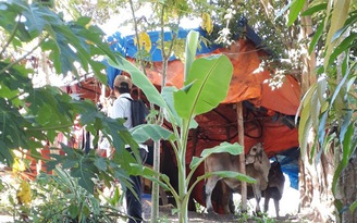 Bình Định: 'Vàng tặc' trồng cỏ, nuôi bò tại khu vực khai thác vàng trái phép