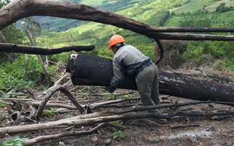 UBND tỉnh Bình Định chỉ đạo công an điều tra vụ phá rừng Thượng Sơn