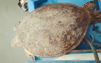 Bình Định: Rùa biển nặng 120 kg thuộc nhóm 'đang bị đe dọa' được thả về biển